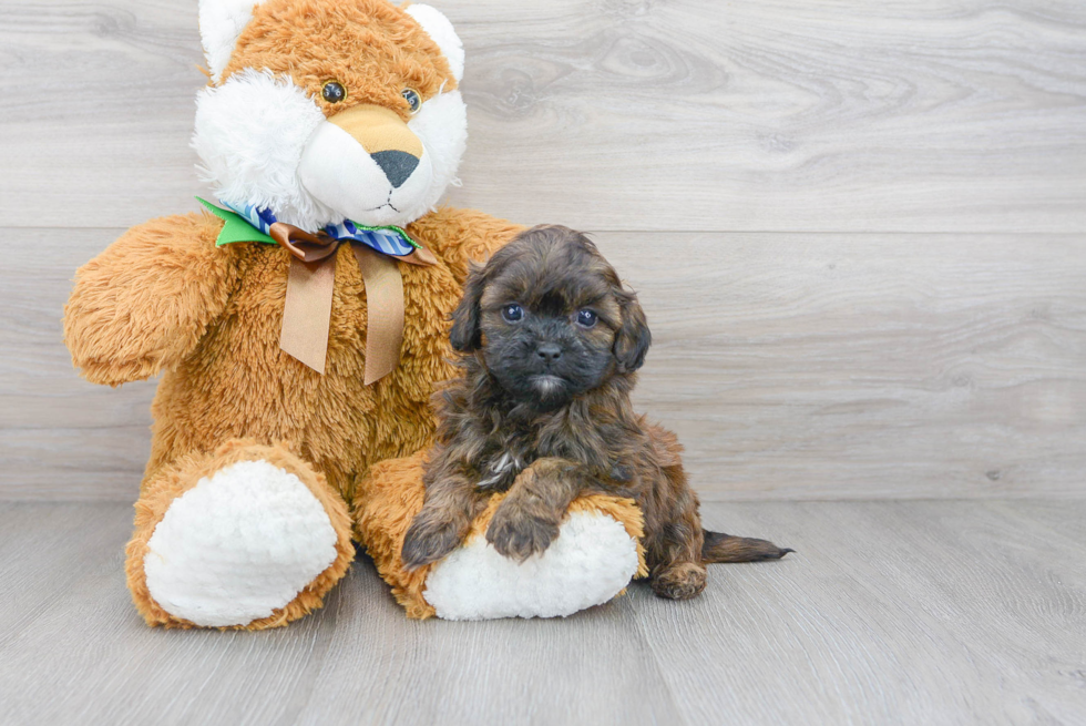 Best Shih Poo Baby