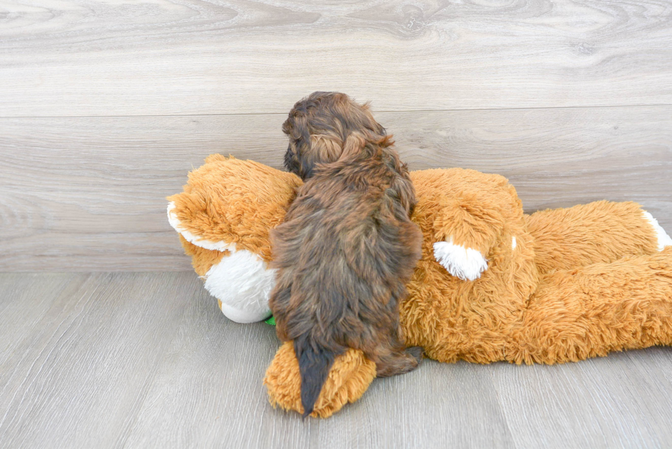 Shih Poo Pup Being Cute