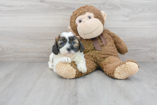 Shih Poo Puppy for Adoption