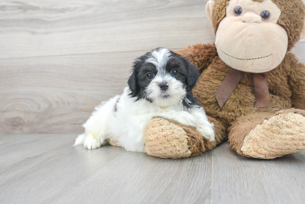 Cute Shih Poo Baby