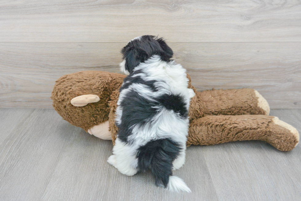 Sweet Shih Poo Baby