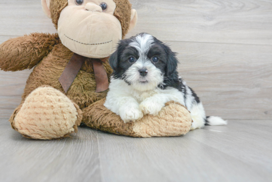 Shih Poo Pup Being Cute