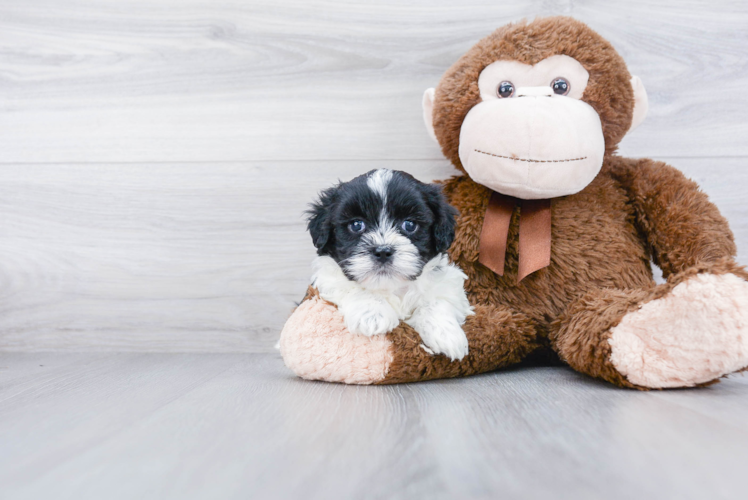 Friendly Shih Poo Baby