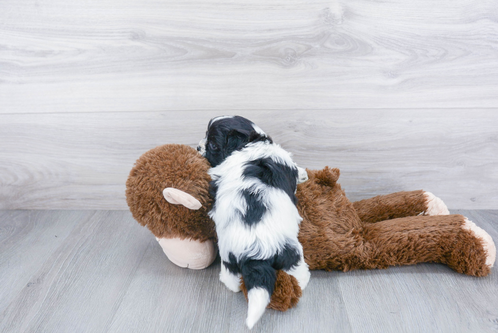 Popular Shih Poo Poodle Mix Pup