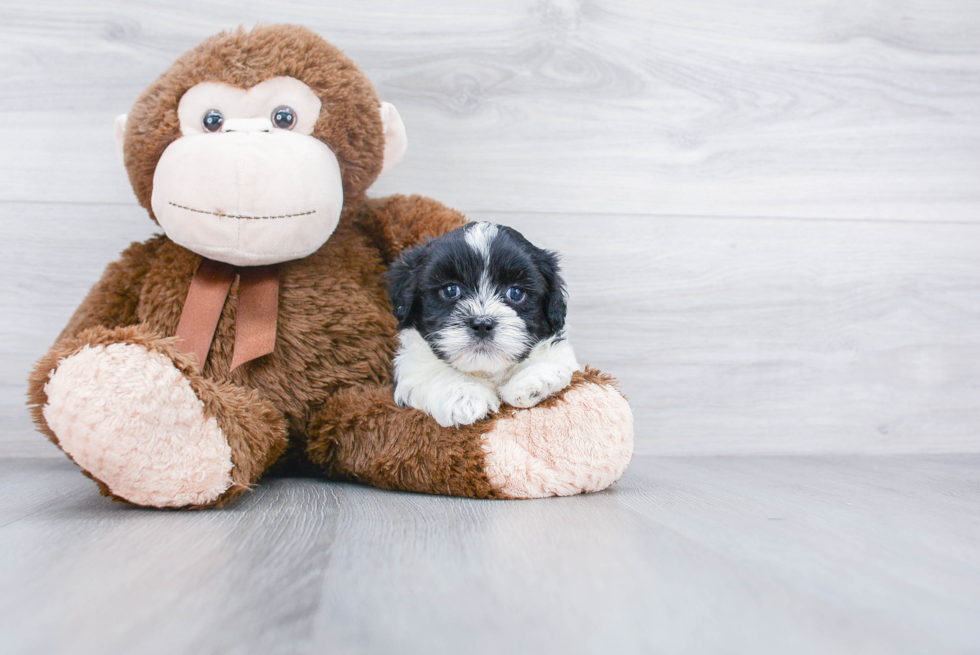 Best Shih Poo Baby