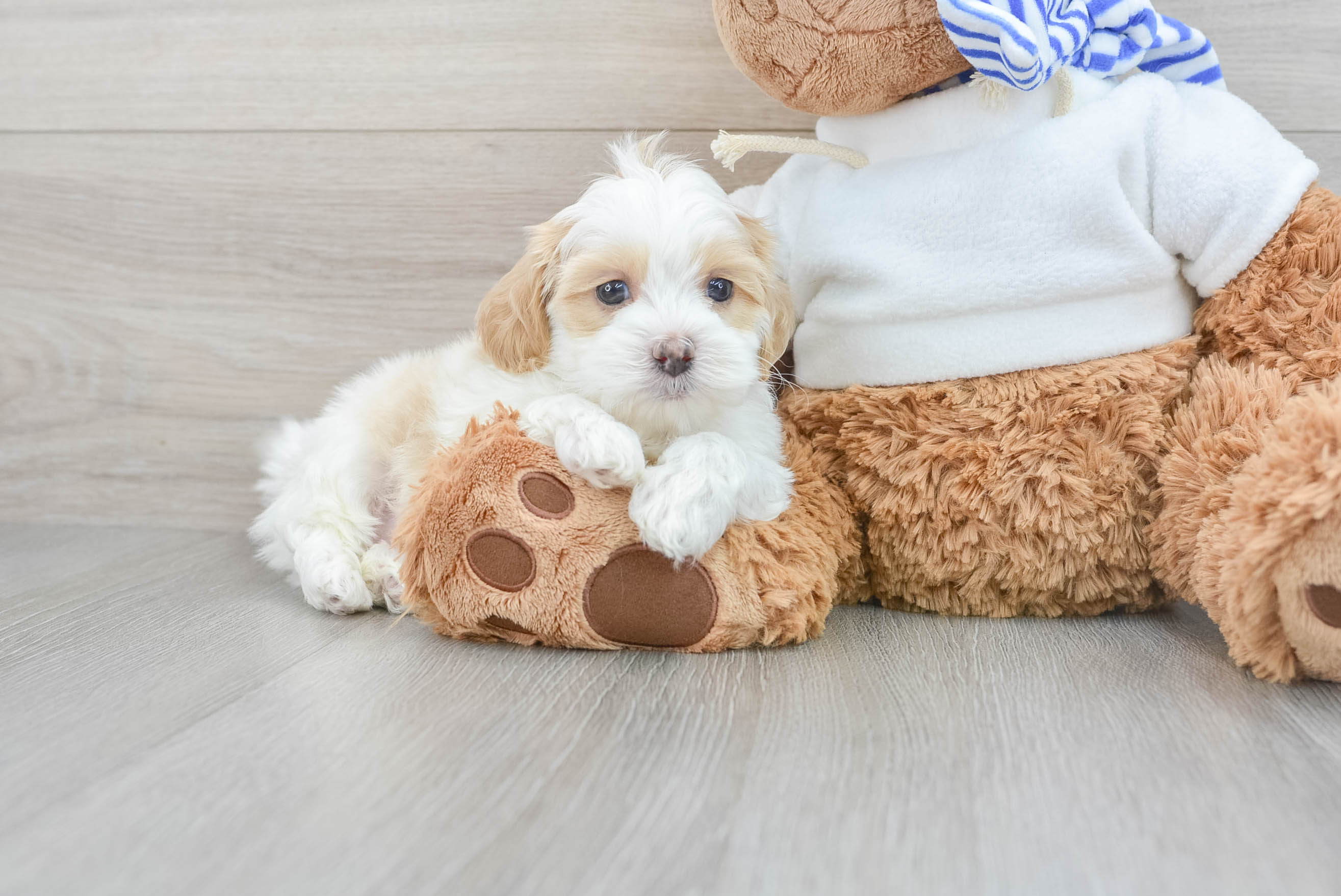 Petite Shih Poo Poodle Mix Pup