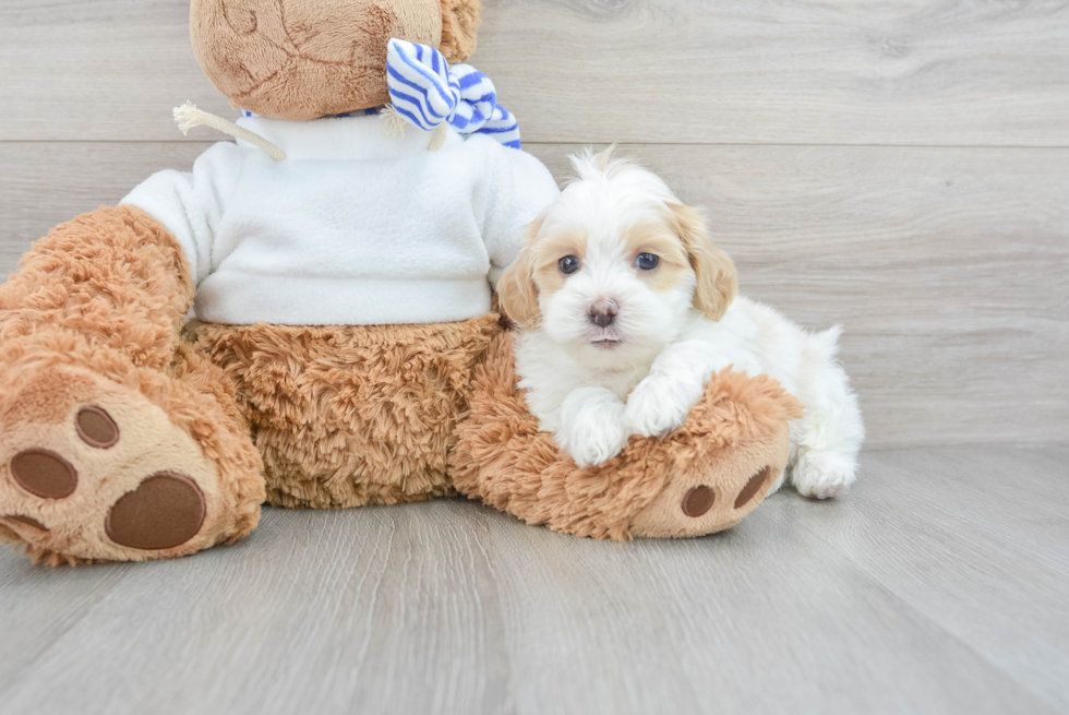 Best Shih Poo Baby