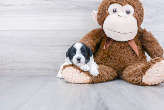 Little Shihpoo Poodle Mix Puppy