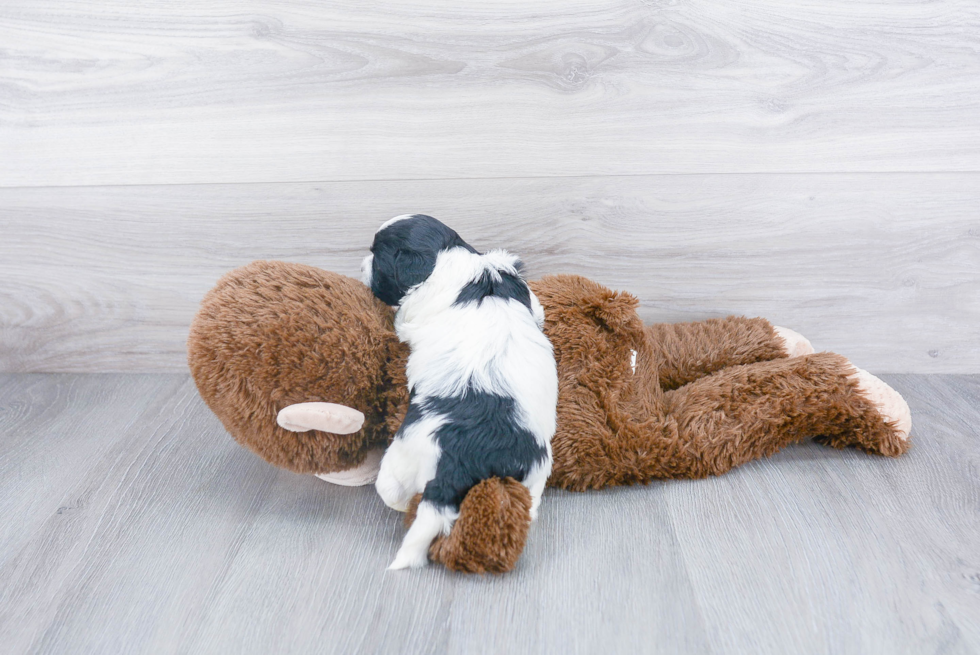 Energetic Shihpoo Poodle Mix Puppy