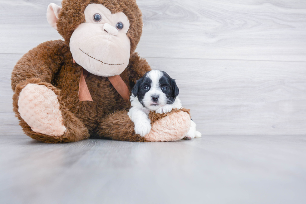 Best Shih Poo Baby