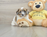 8 week old Shih Poo Puppy For Sale - Premier Pups