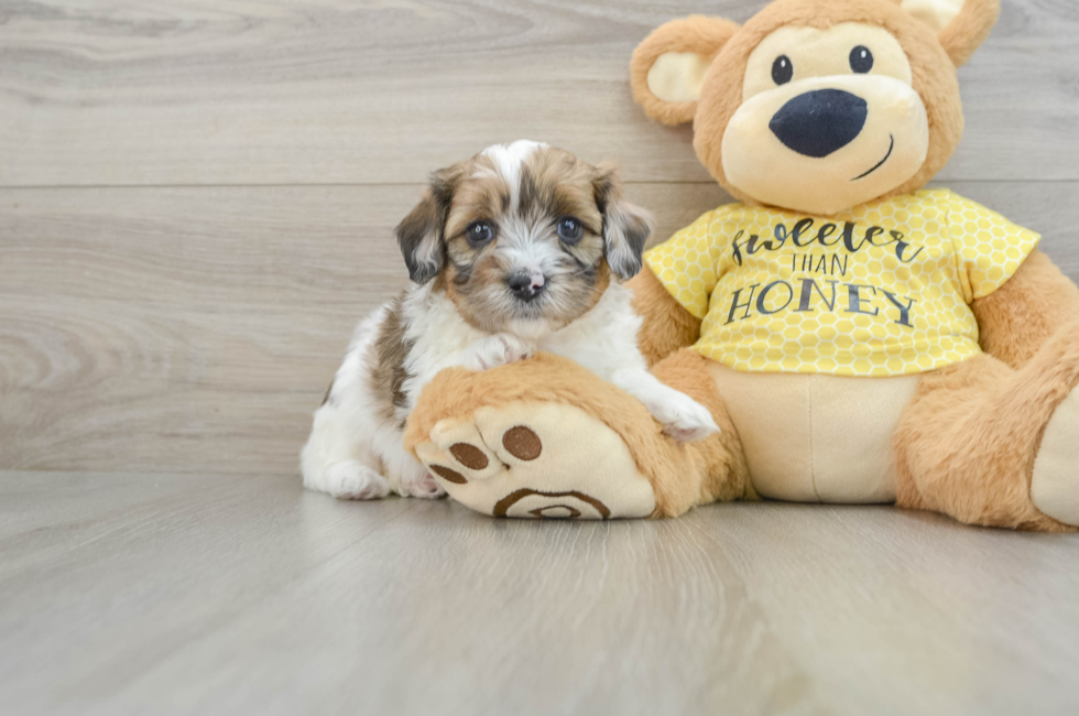 8 week old Shih Poo Puppy For Sale - Premier Pups