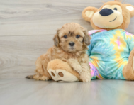 7 week old Shih Poo Puppy For Sale - Premier Pups