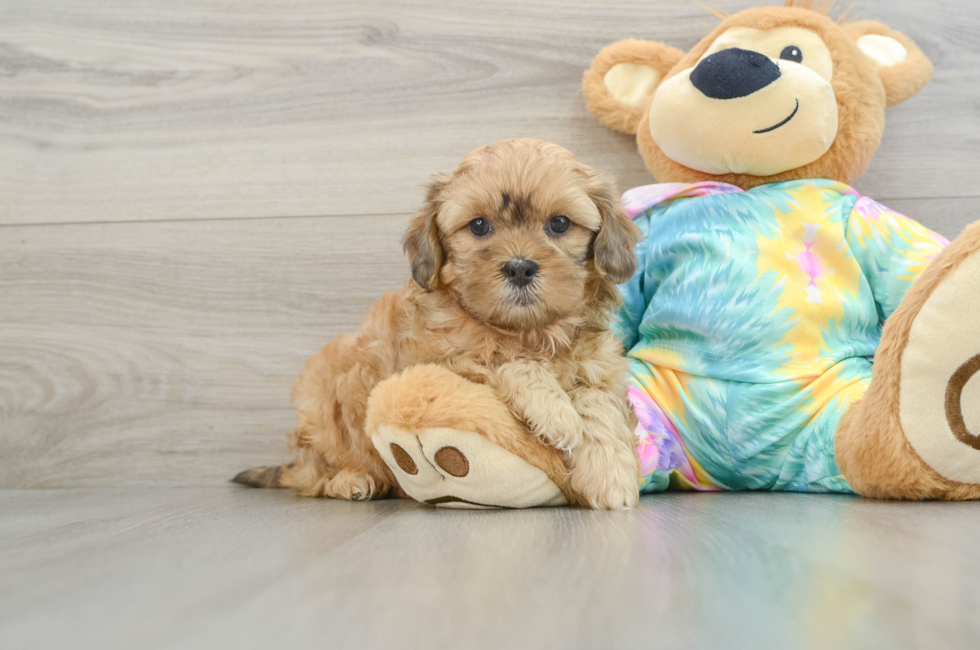 6 week old Shih Poo Puppy For Sale - Premier Pups