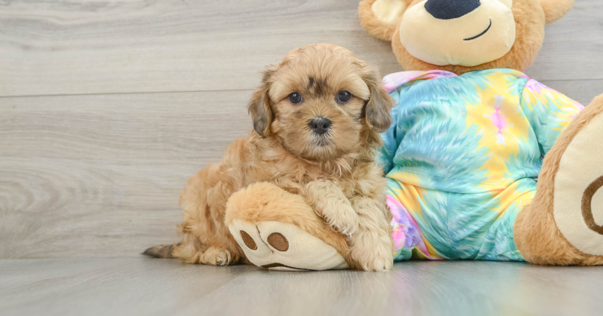 Sweet Shih Poo Ed: 4lb 15oz Doodle Puppy
