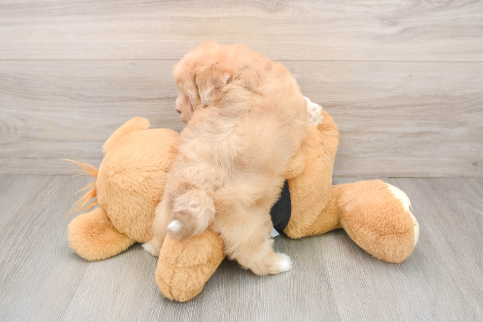 Energetic Shihpoo Poodle Mix Puppy