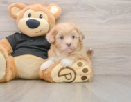 5 week old Shih Poo Puppy For Sale - Premier Pups