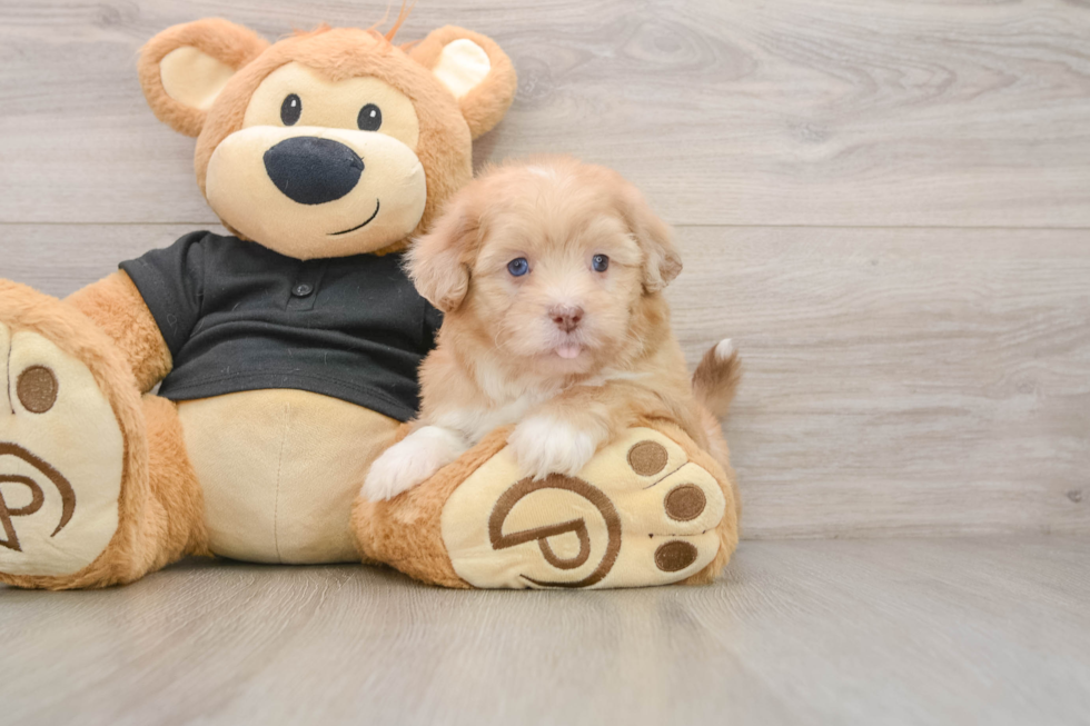 Energetic Shihpoo Poodle Mix Puppy