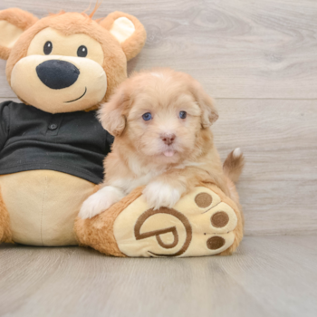 Energetic Shihpoo Poodle Mix Puppy