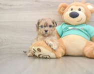 7 week old Shih Poo Puppy For Sale - Premier Pups