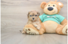 Best Shih Poo Baby