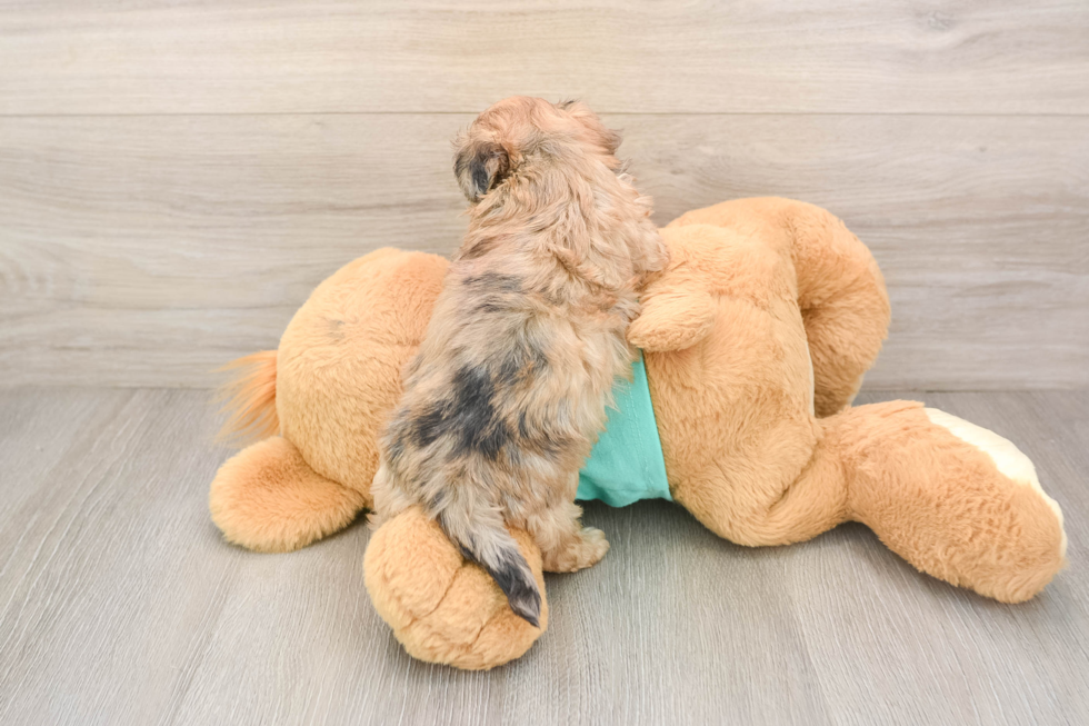 Shih Poo Puppy for Adoption