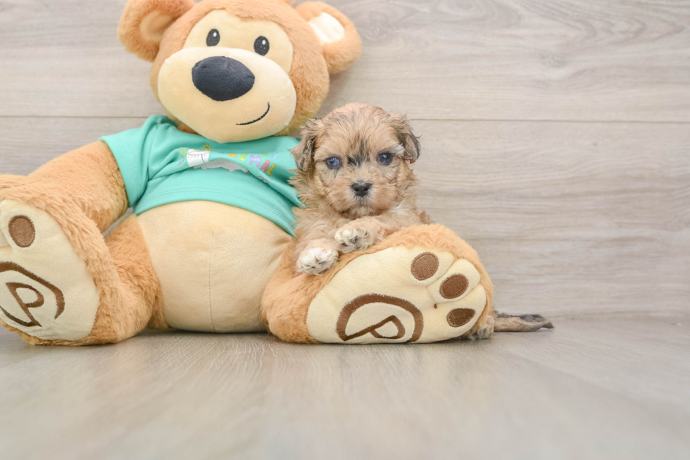 Best Shih Poo Baby