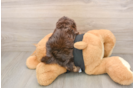 Little Shihpoo Poodle Mix Puppy