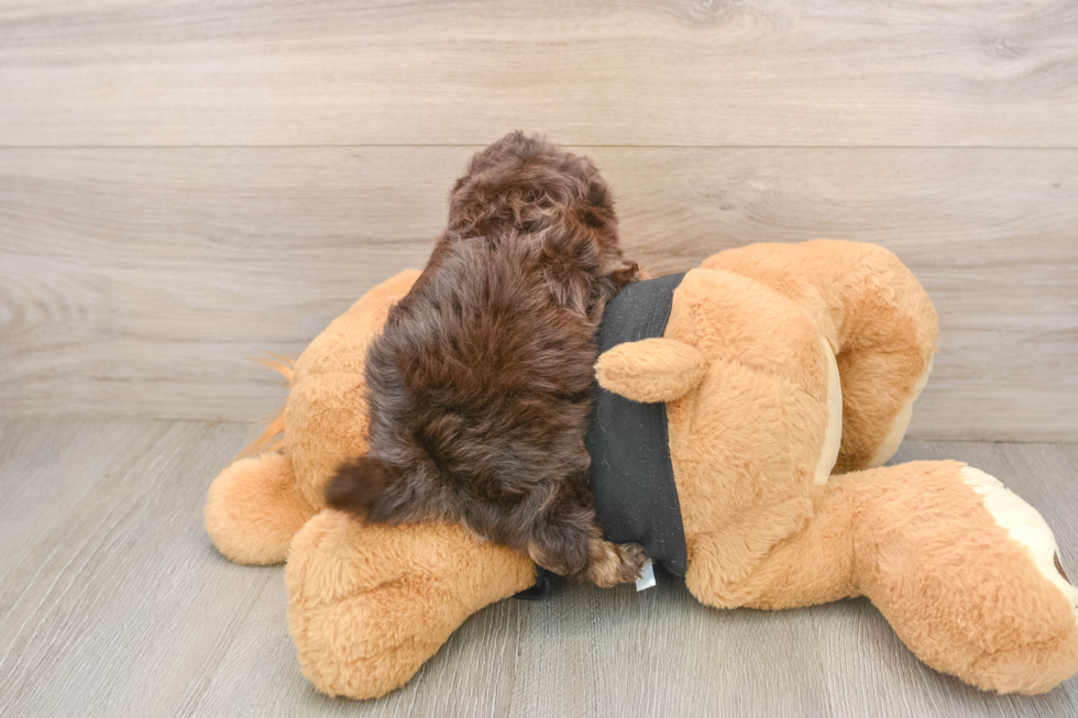 Little Shihpoo Poodle Mix Puppy