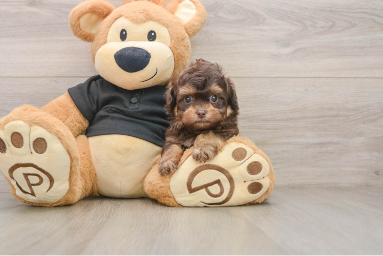 Energetic Shihpoo Poodle Mix Puppy