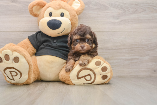 Energetic Shihpoo Poodle Mix Puppy