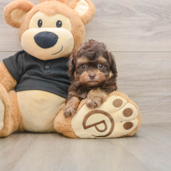 Energetic Shihpoo Poodle Mix Puppy