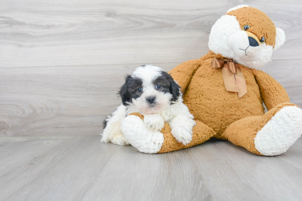 Shih Poo Pup Being Cute