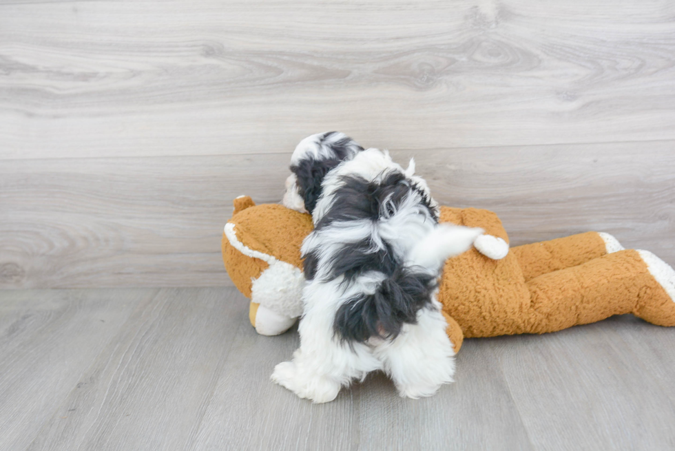 Hypoallergenic Shihpoo Poodle Mix Puppy