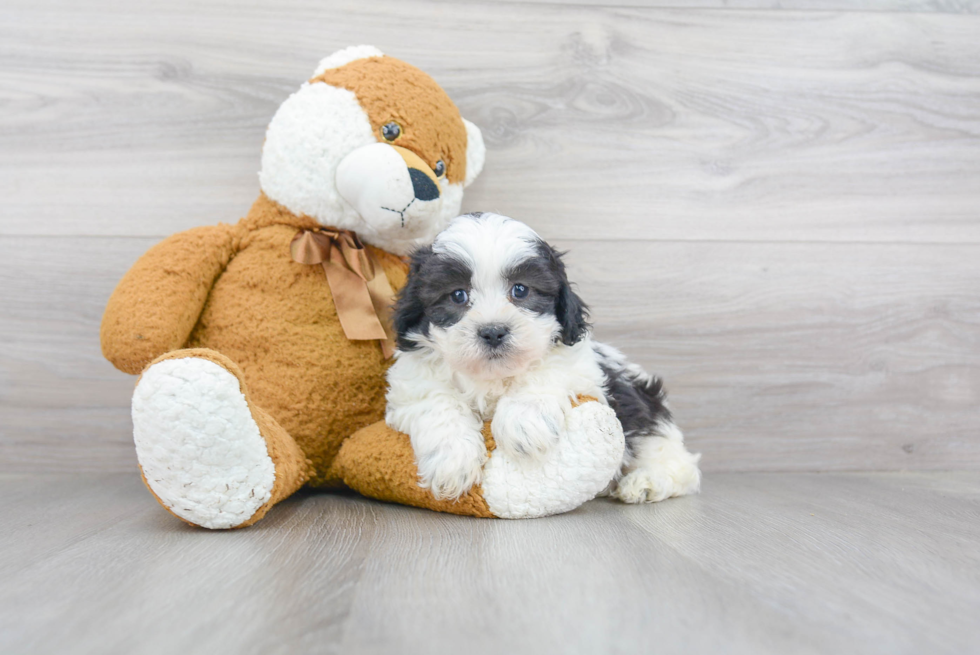 Shih Poo Pup Being Cute