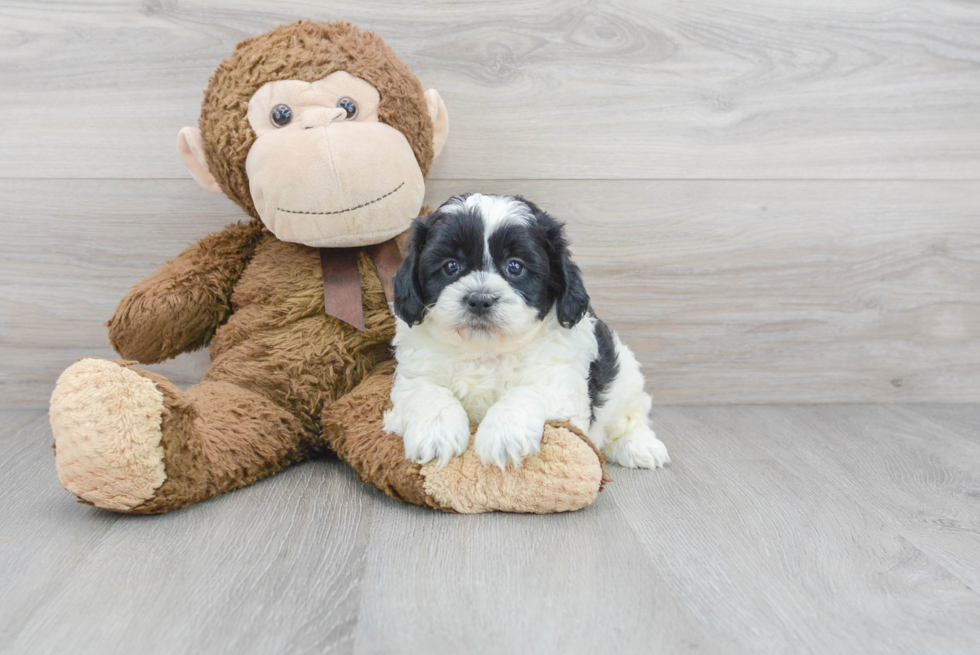 Best Shih Poo Baby