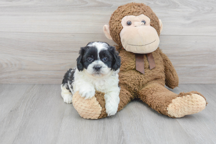 Funny Shih Poo Poodle Mix Pup