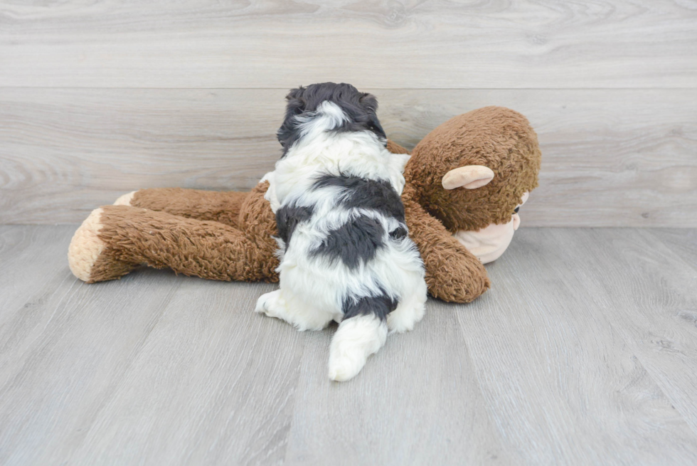 Shih Poo Pup Being Cute