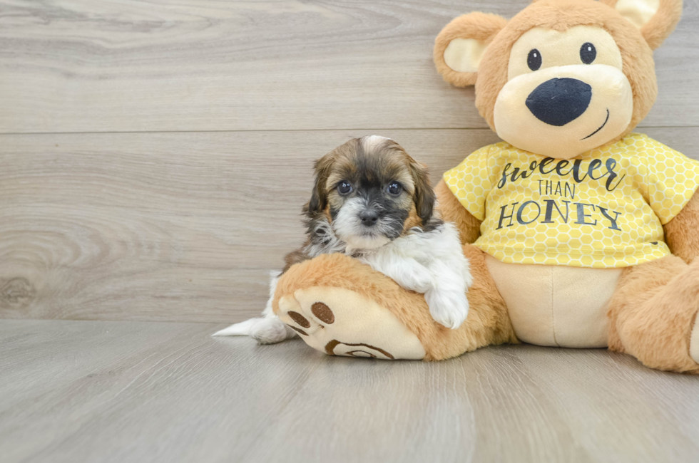 8 week old Shih Poo Puppy For Sale - Premier Pups