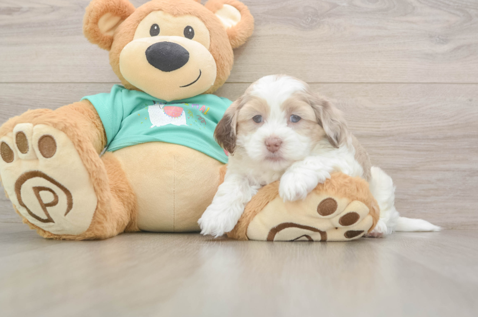 5 week old Shih Poo Puppy For Sale - Premier Pups