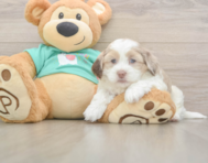 7 week old Shih Poo Puppy For Sale - Premier Pups 7 week old Shih Poo Puppy For Sale - Premier Pups