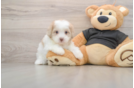 Best Shih Poo Baby