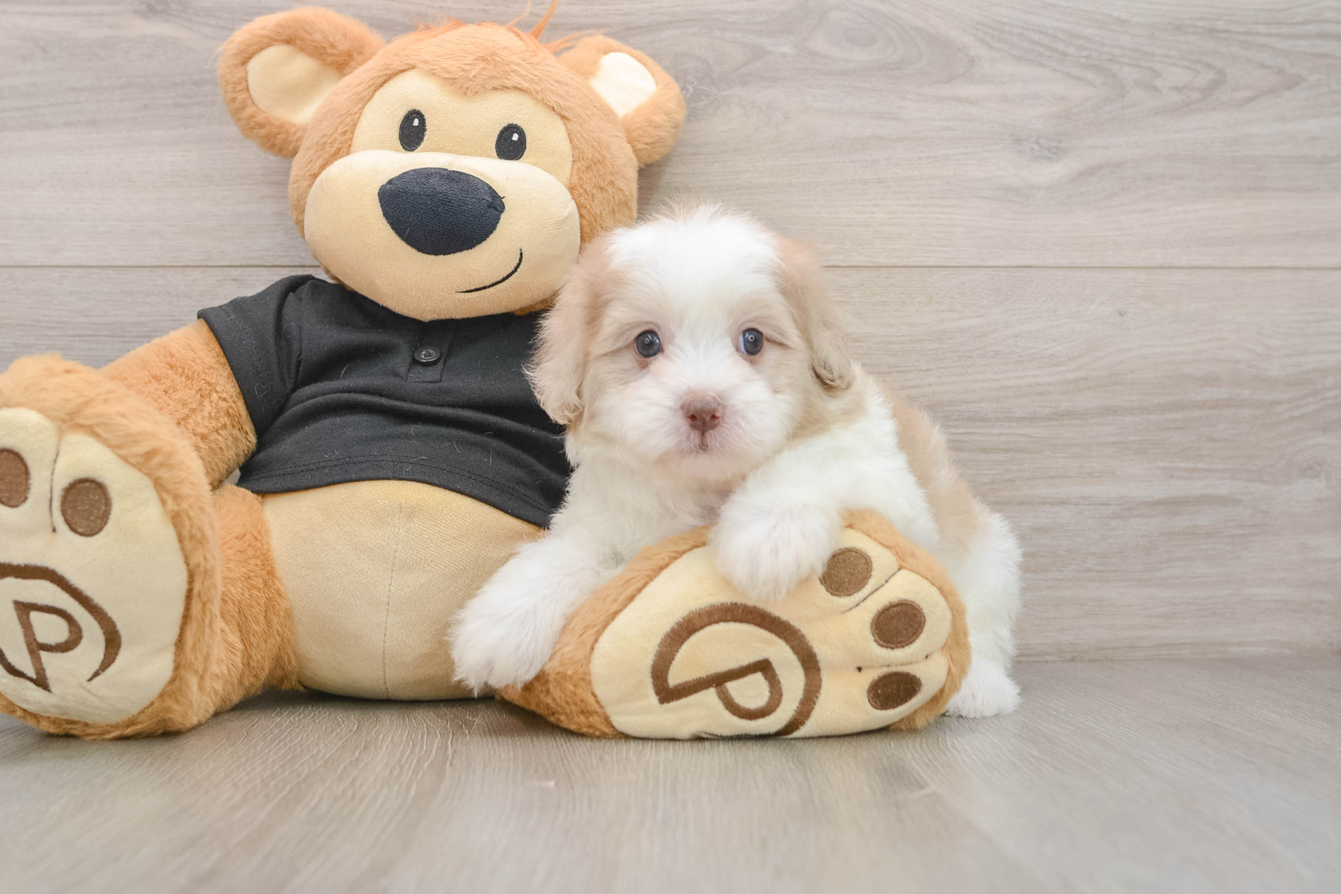 Energetic Shih Poo Poodle Mix Puppy