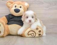 7 week old Shih Poo Puppy For Sale - Premier Pups