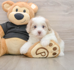 8 week old Shih Poo Puppy For Sale - Premier Pups