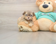 7 week old Shih Poo Puppy For Sale - Premier Pups
