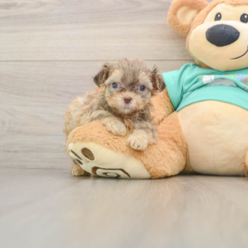 Petite Shih Poo Poodle Mix Pup
