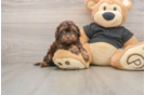 Fluffy Shih Poo Poodle Mix Pup