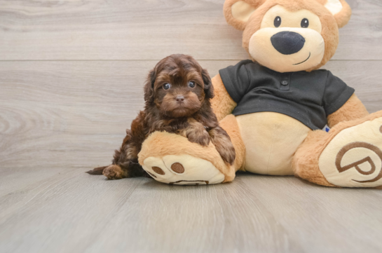Fluffy Shih Poo Poodle Mix Pup