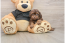 Small Shih Poo Baby